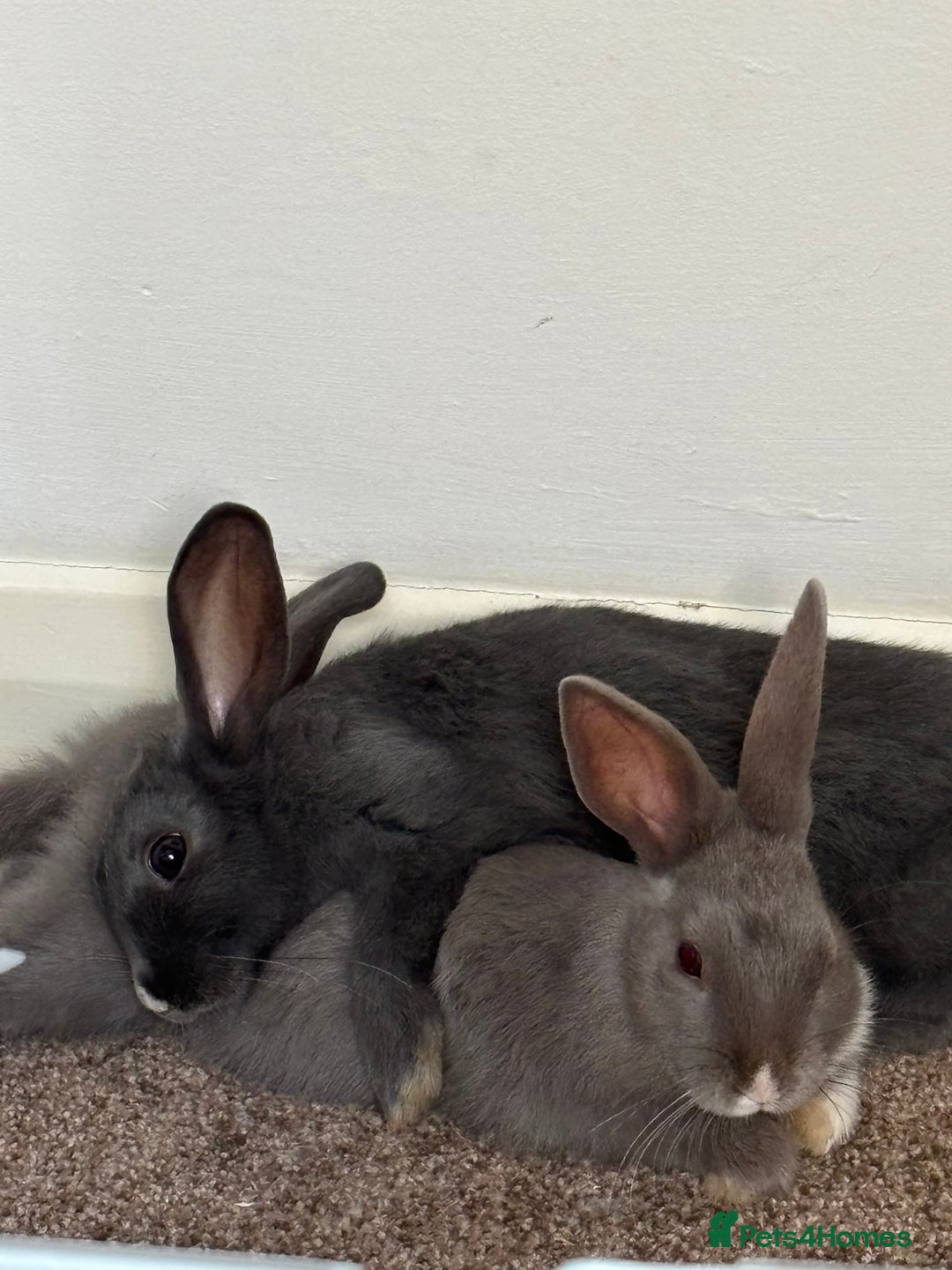 Mixed Breed rabbits for sale: 2 female bunnies - Image 2