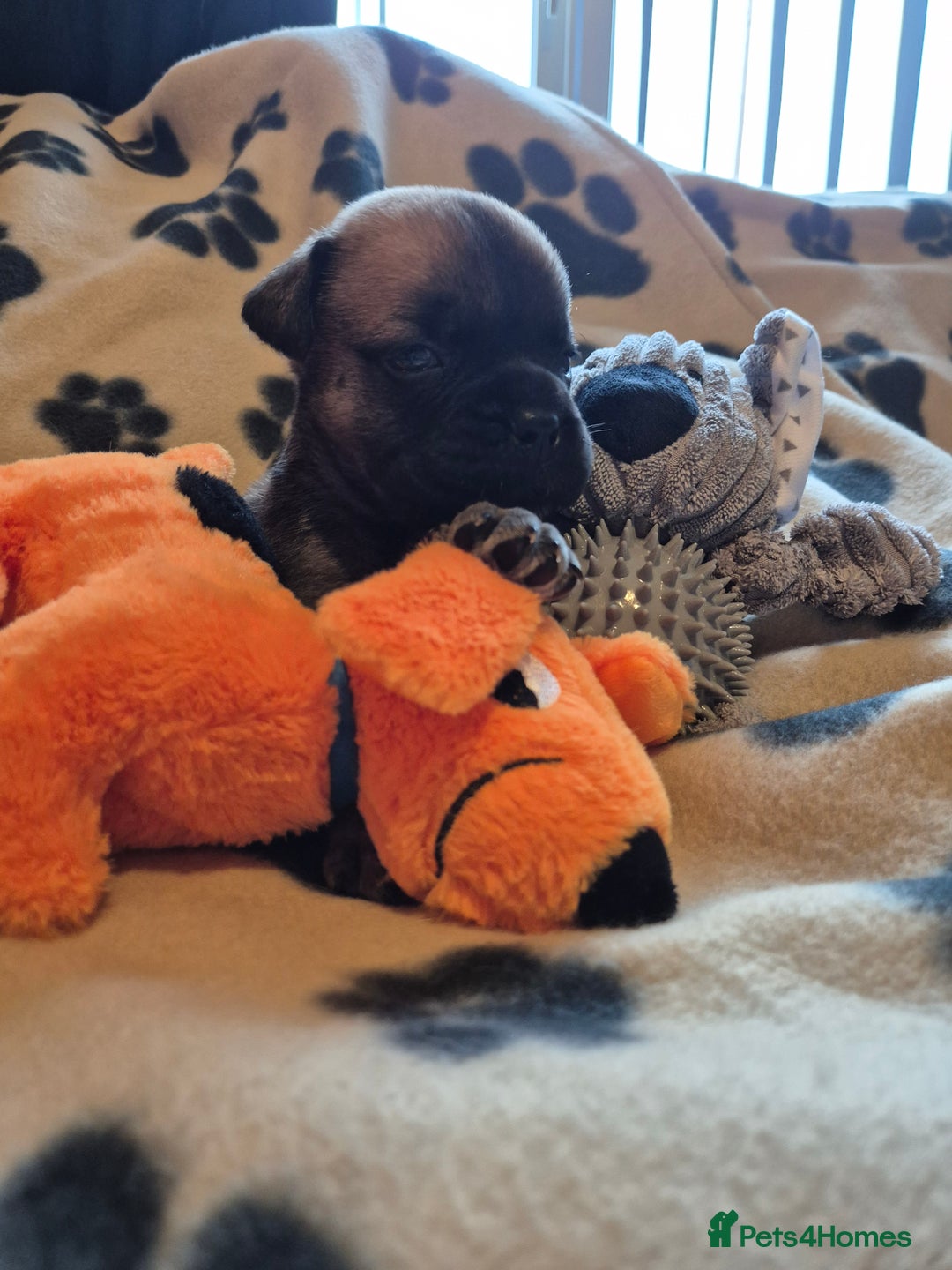 Bullmastiff dogs for sale: Beautiful Bullmastiff Puppies  - Advert 6