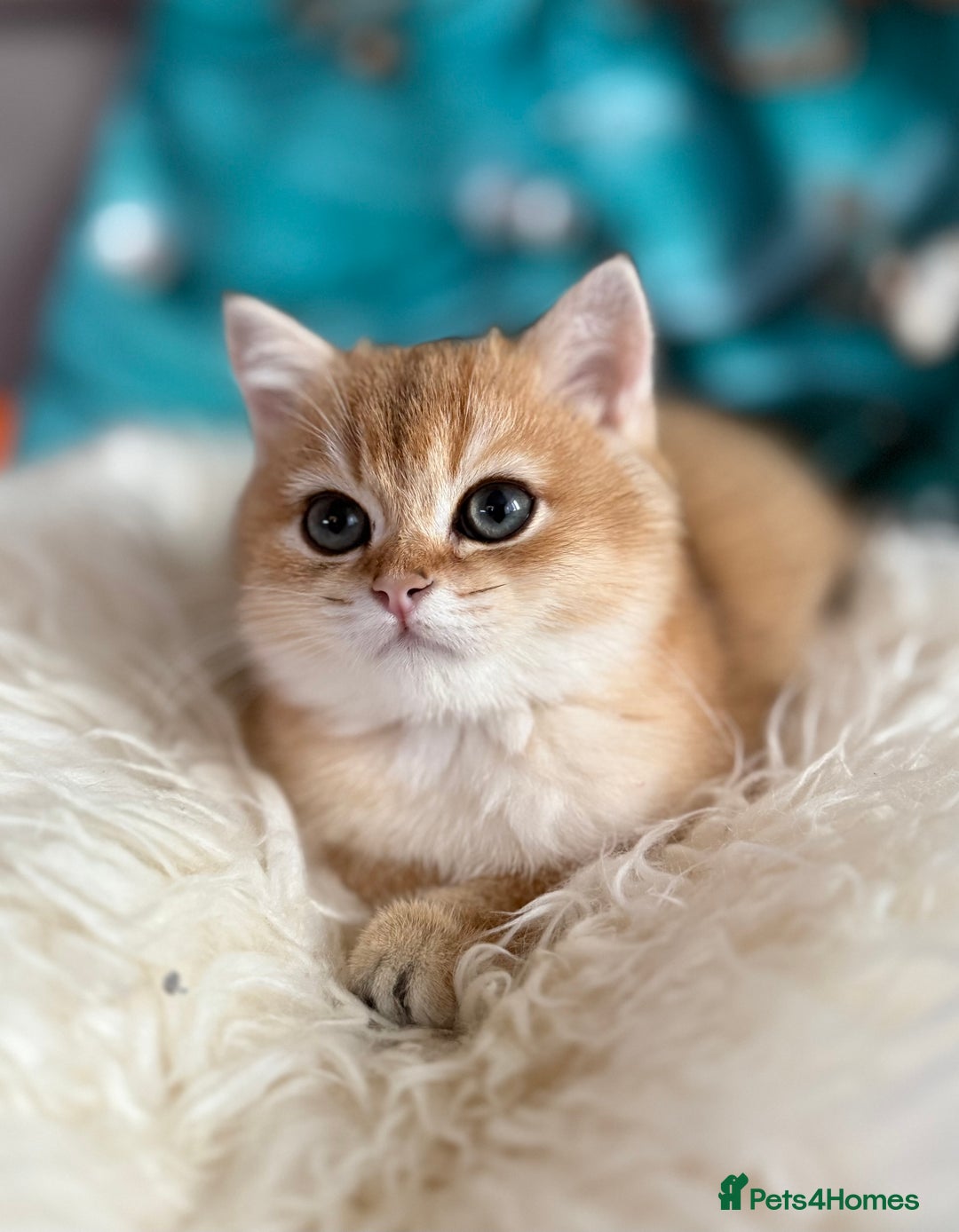 British Shorthair cats for sale: ✨ Golden BSH girls Looking for Loving Homes ✨ - Advert 23