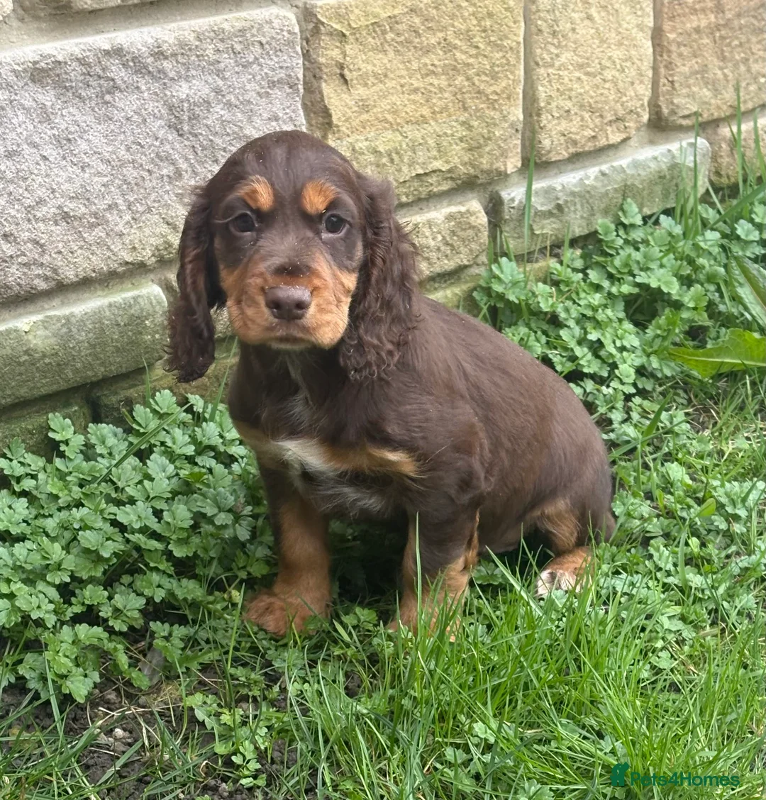 Cocker Spaniel dogs for sale: Gorgeous Cocker Spaniel litter  in Spennymoor - Advert 1