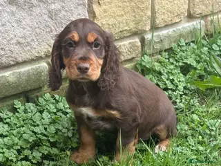 Cocker Spaniel dogs Gorgeous Cocker Spaniel litter in Spennymoor - Advert 4