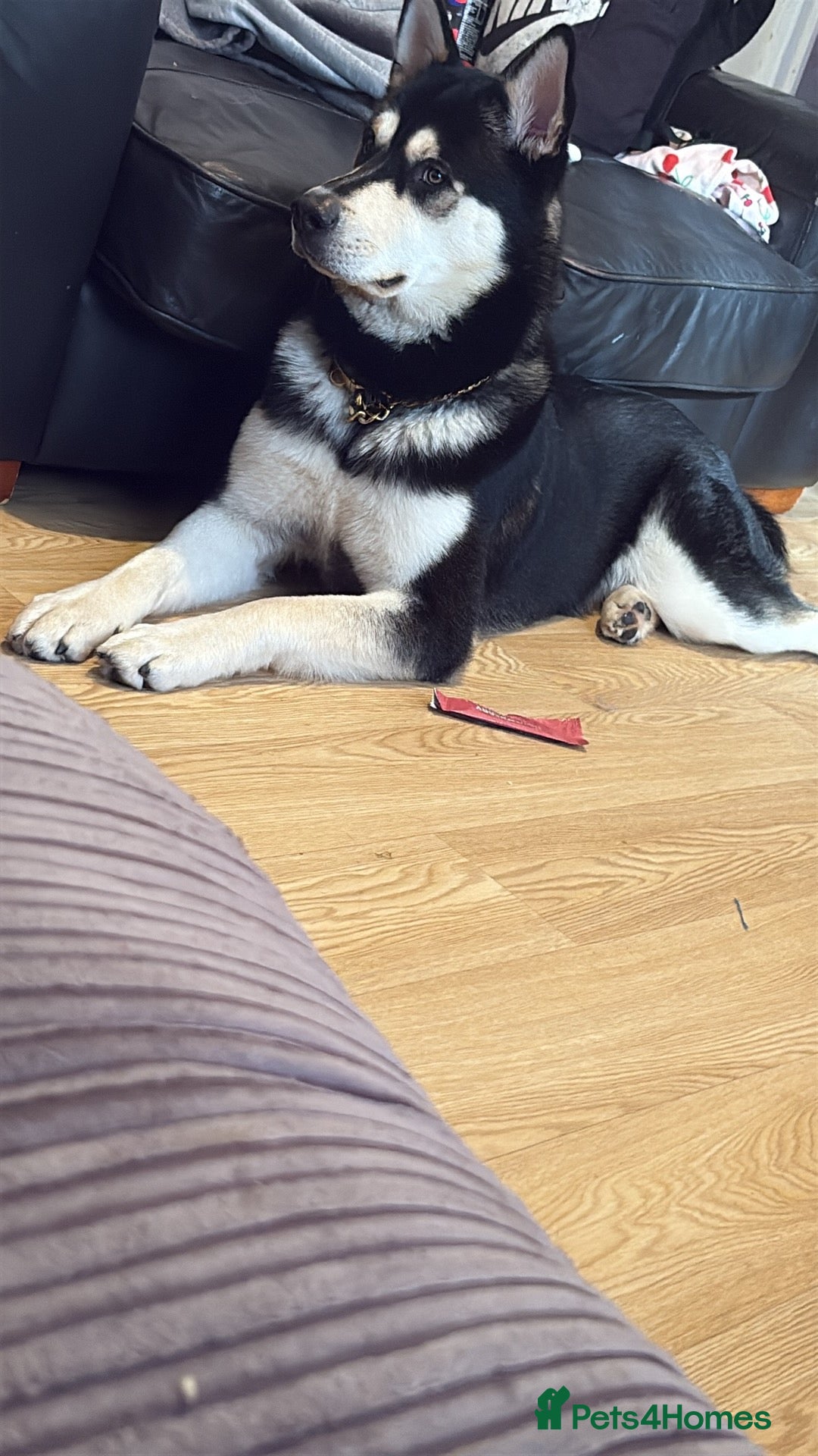 Mixed Breed dogs Koda  - Advert 1