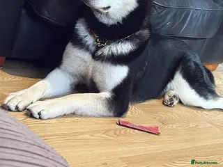 Mixed Breed dogs Koda - Advert 8