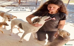 Mixed Breed dogs for adoption: Colonel, 5 yrs approx. Available for adoption  - Image 17