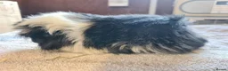 Guinea Pig rodents for sale: Pet peruvain boars avaible - Advert 6