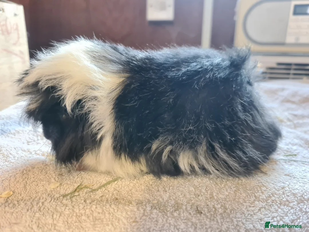 Guinea Pig rodents for sale: Pet peruvain boars avaible - Advert 6