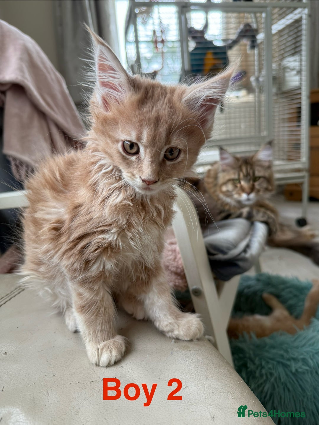 Maine Coon cats for sale: Stunning Mainecoon kittens x4 - Image 6