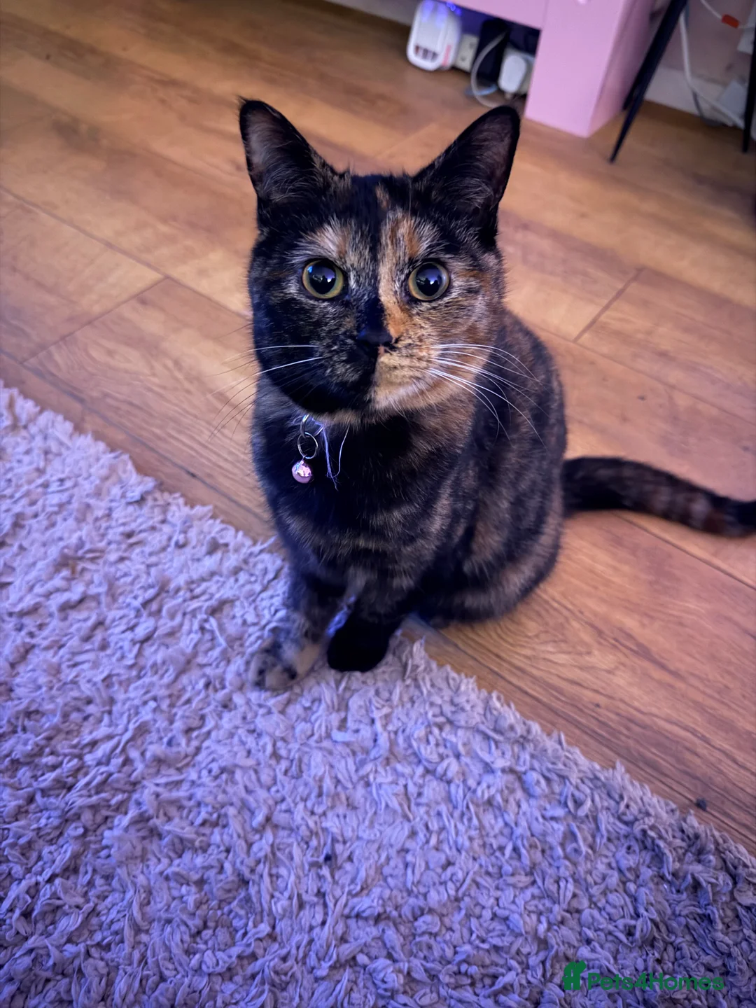 British Shorthair cats for sale: Female Tortie - Advert 1