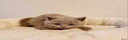 British Shorthair cats for sale: Beautiful British Shorthair Males & Females - Advert 8