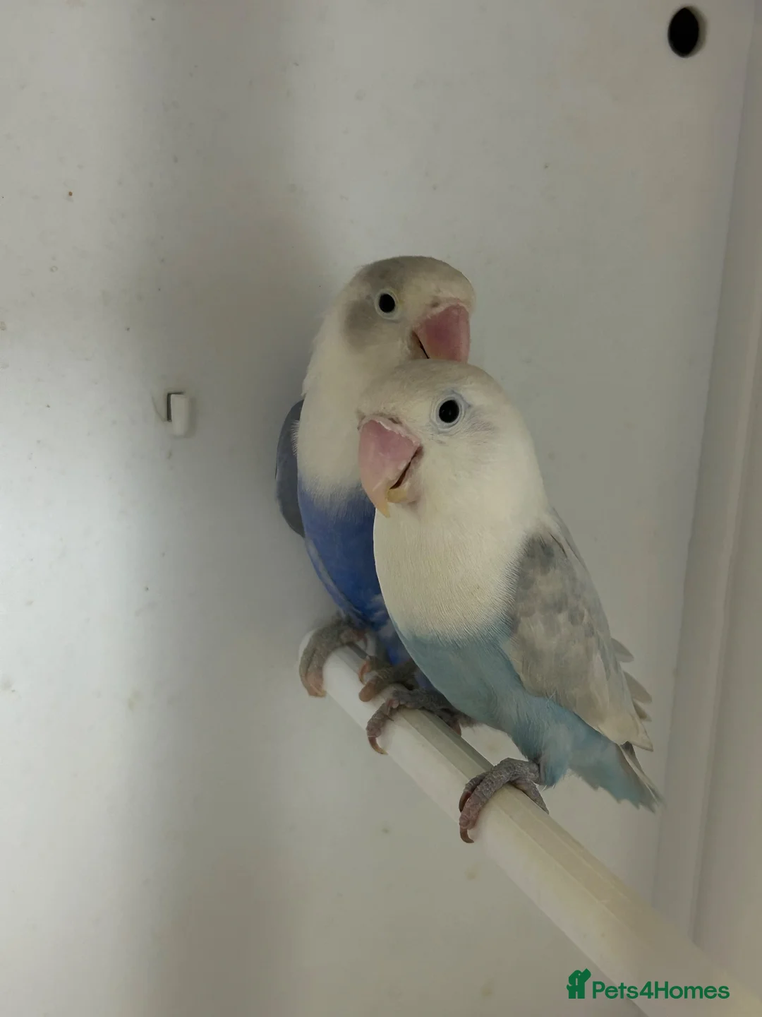 Lovebirds birds for sale: Male and female love bird - Advert 2