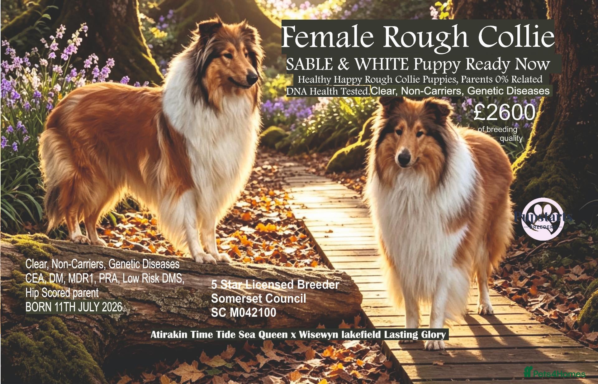 Rough Collie dogs QUALITY CLEAR DNA-SABLE/WHITE ROUGH COLLIE F PUPPY - Advert 1