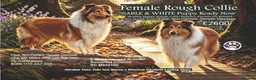 Rough Collie dogs for sale: QUALITY CLEAR DNA-SABLE/WHITE ROUGH COLLIE F PUPPY - Advert 1