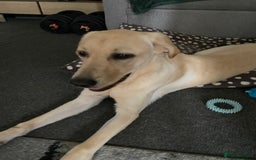 Labrador Retriever dogs for sale: Labrador - Image 1