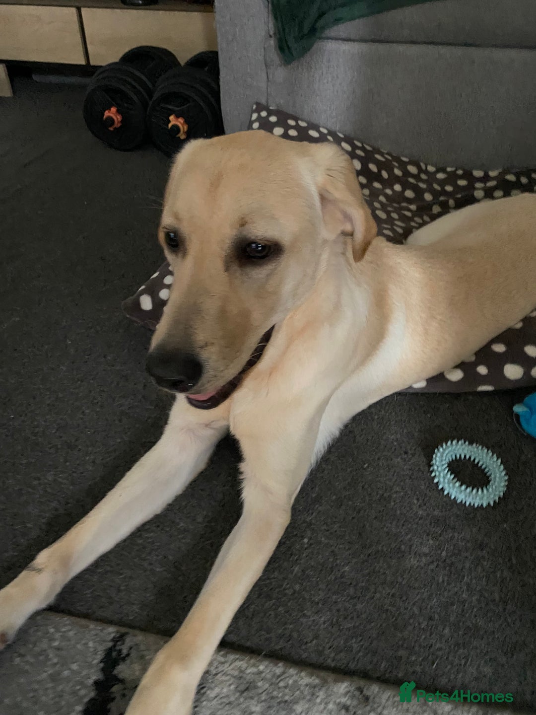 Labrador Retriever dogs for sale: Labrador - Image 1