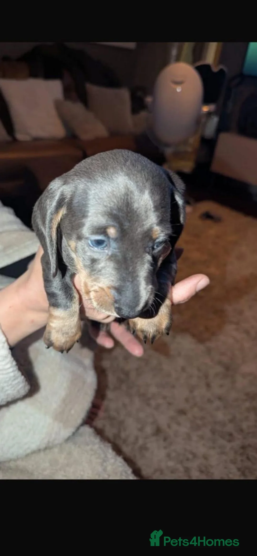 Dachshund dogs for sale: Dre.. - Advert 1