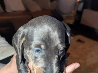 Dachshund dogs Dre.. - Advert 1