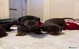 Miniature Dachshund dogs for sale: Miniature Dachshund puppies. Readying Soon! - Image 7