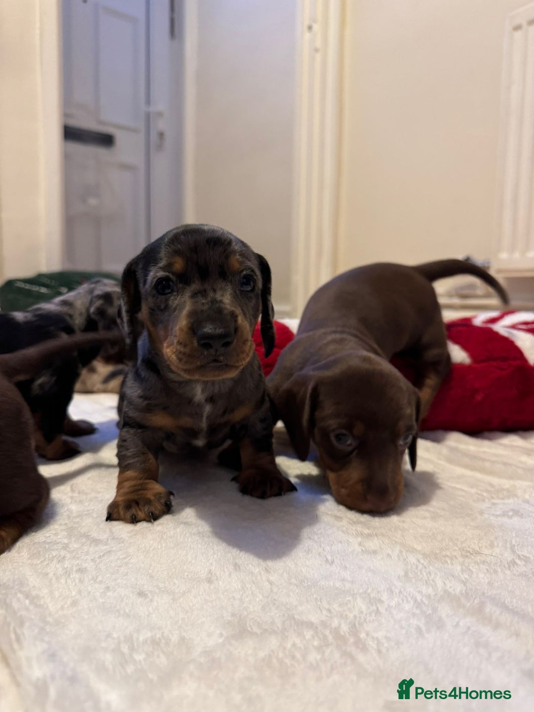Miniature Dachshund dogs for sale: Miniature Dachshund puppies. Readying Soon! - Image 7