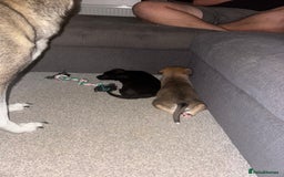 Mixed Breed dogs for sale: German Shepard/husky cross puppies  - Image 6