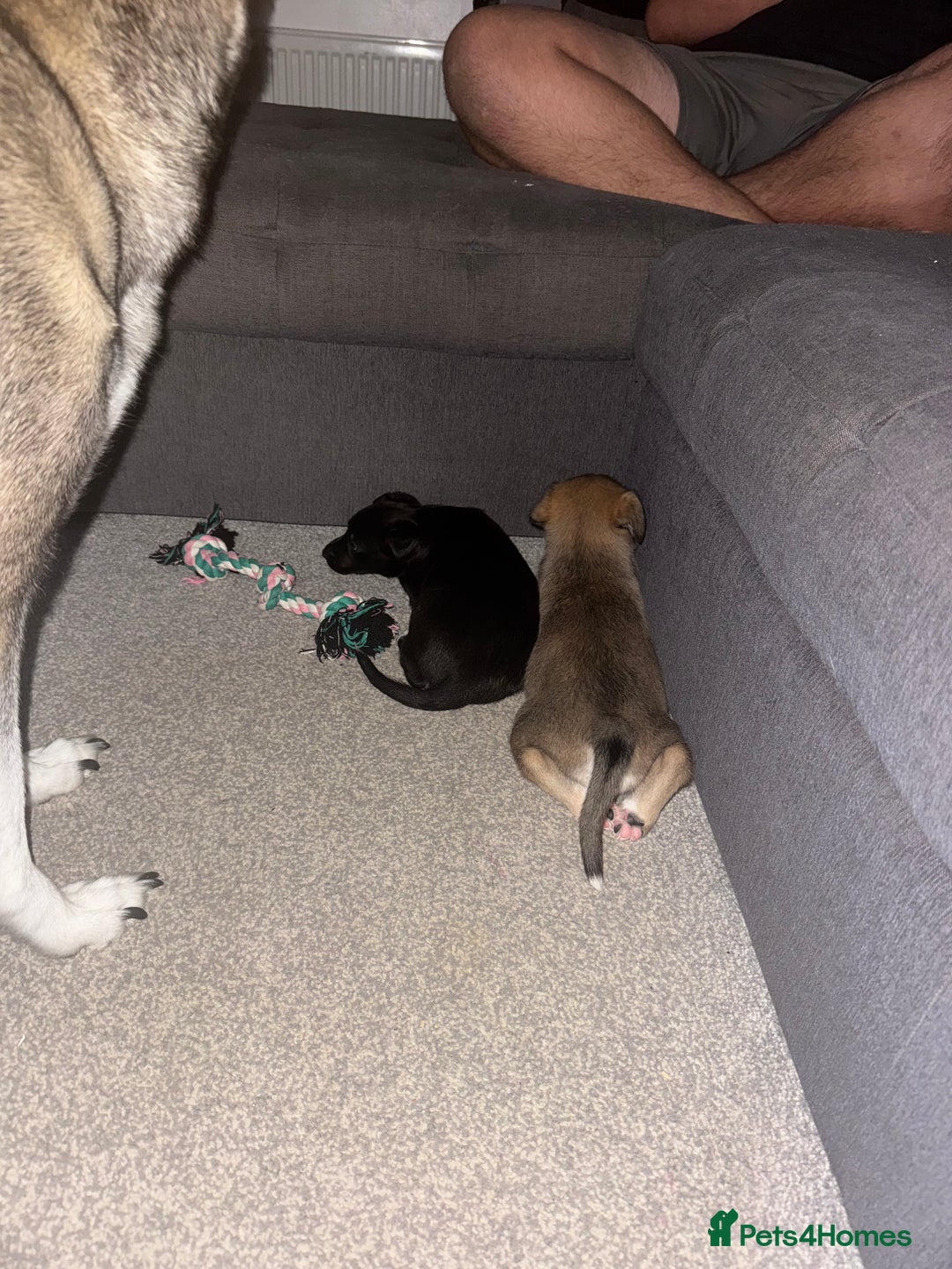 Mixed Breed dogs for sale: German Shepard/husky cross puppies  - Image 6
