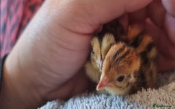 Quail poultry for sale: Cortinoux quial hatching eggs - Image 4