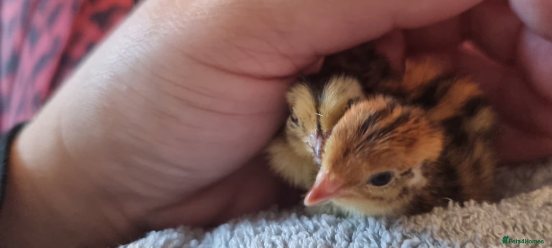 Quail poultry for sale: Cortinoux quial hatching eggs - Image 4