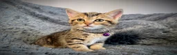 Mixed Breed cats for sale: 5 beautiful kittens  - Advert 7