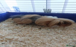 Guinea Pig rodents for sale: 2x female Guinea Pigs  - Image 3