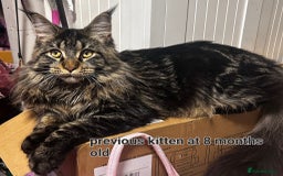Maine Coon cats for sale: Maine Coon TICA reg kittens and Persian adult  - Image 20