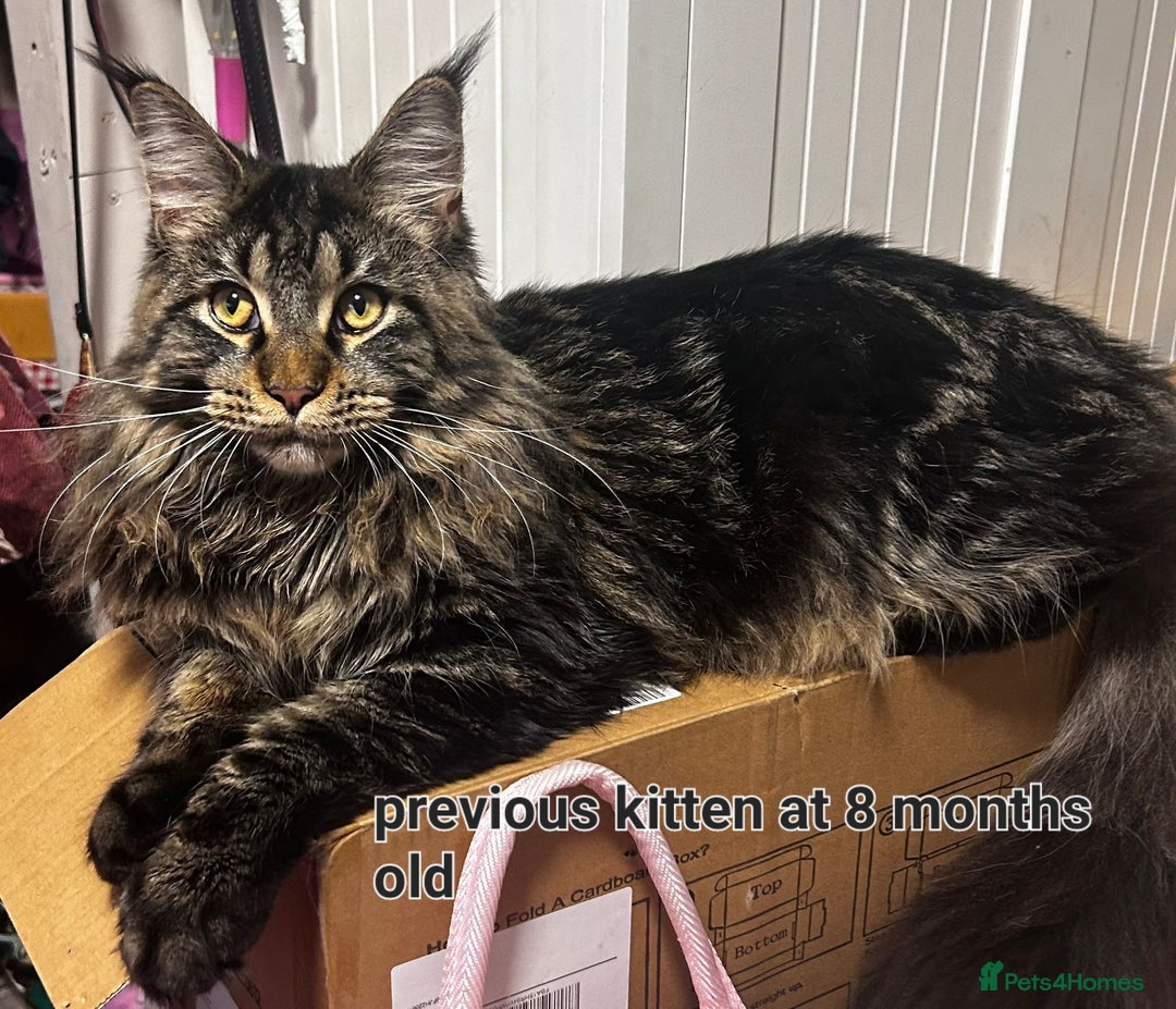 Maine Coon cats for sale: Maine Coon TICA reg kittens and Persian adult  - Image 20