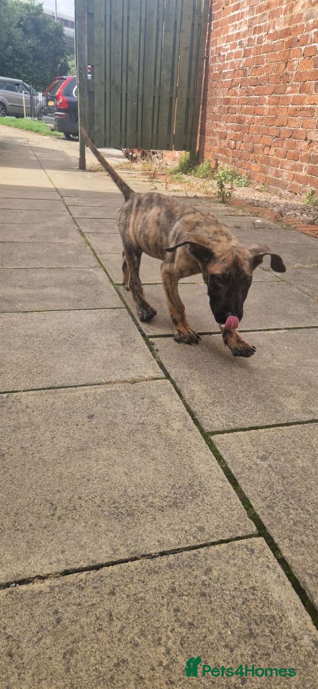 Presa Canario dogs for sale: Kovu  - Image 4