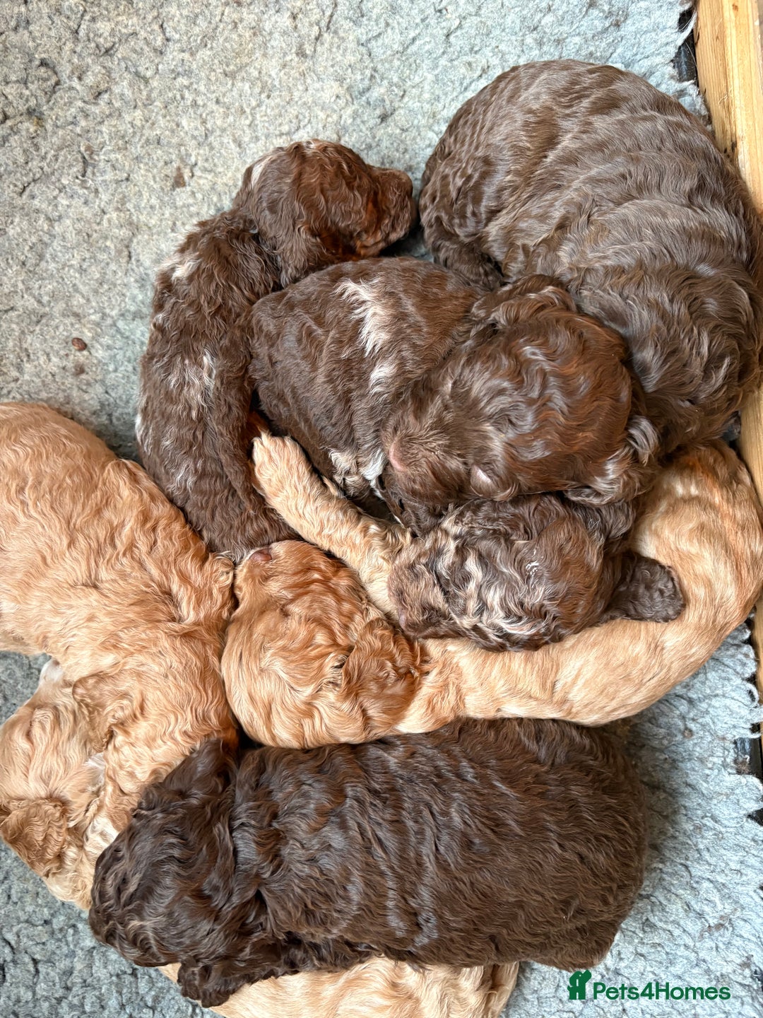Cockapoo dogs for sale: F1b cockapoo puppies - Advert 3