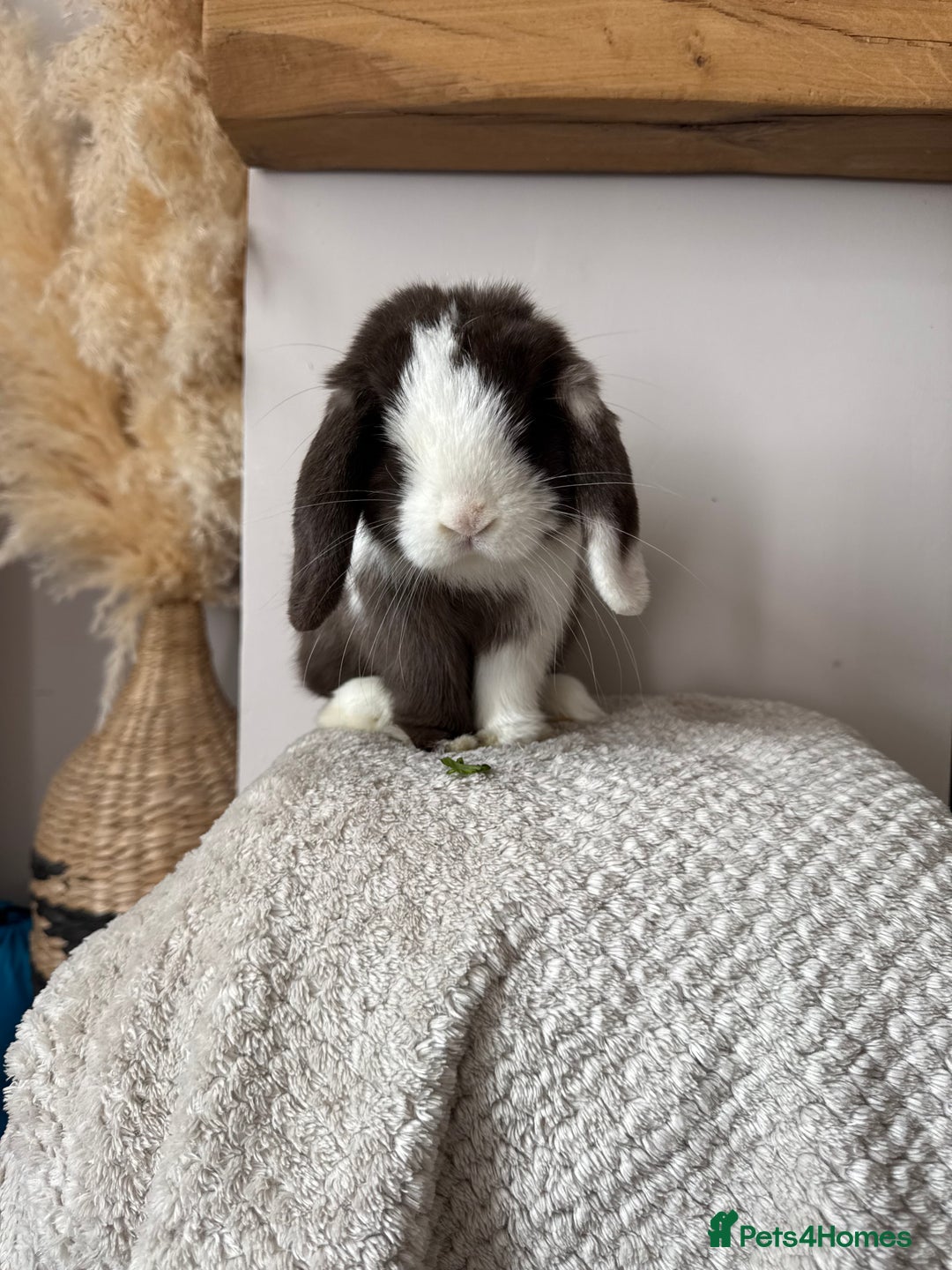 Mini Lop rabbits for sale: Pure Bred Mini lops  - Image 14