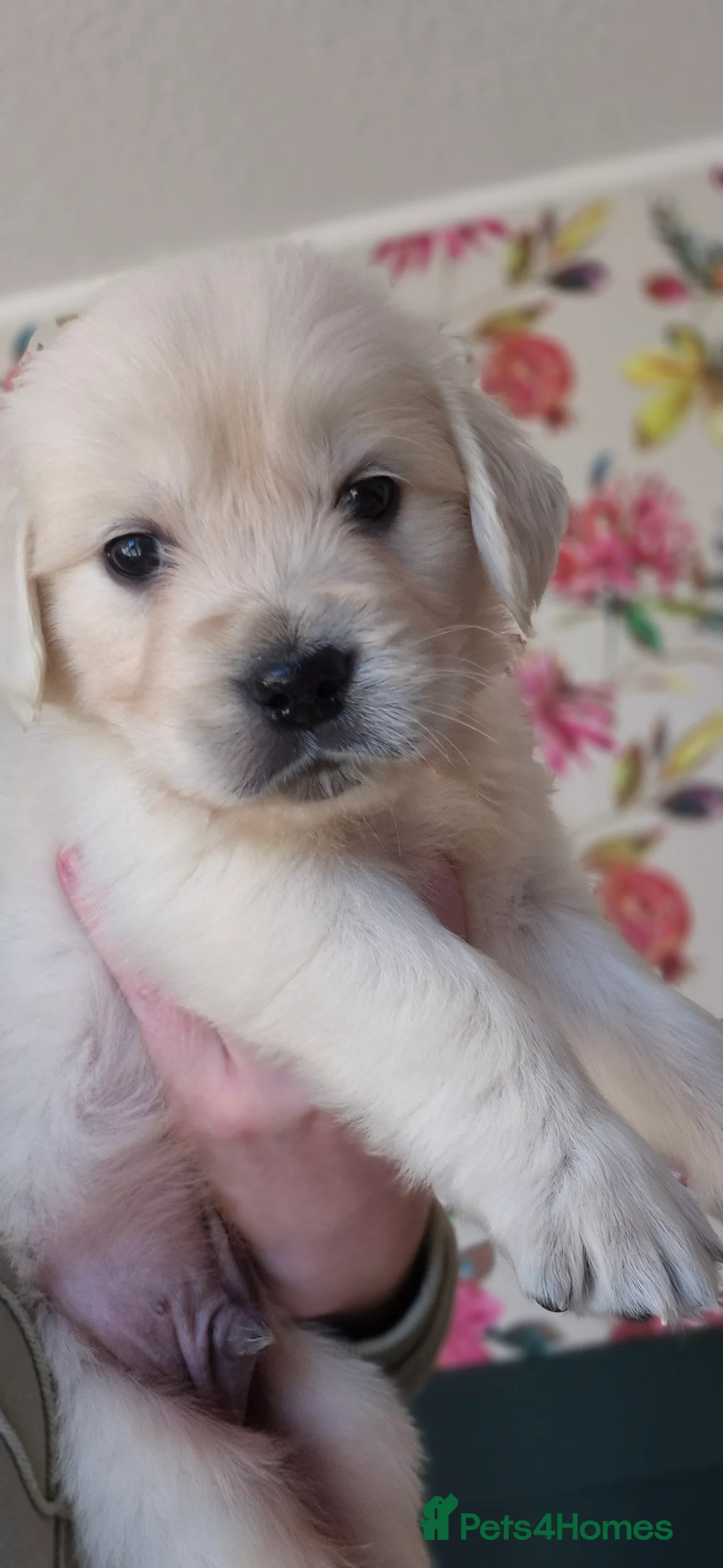 Golden Retriever dogs for sale: KC Registered Golden Retrievers - Advert 9