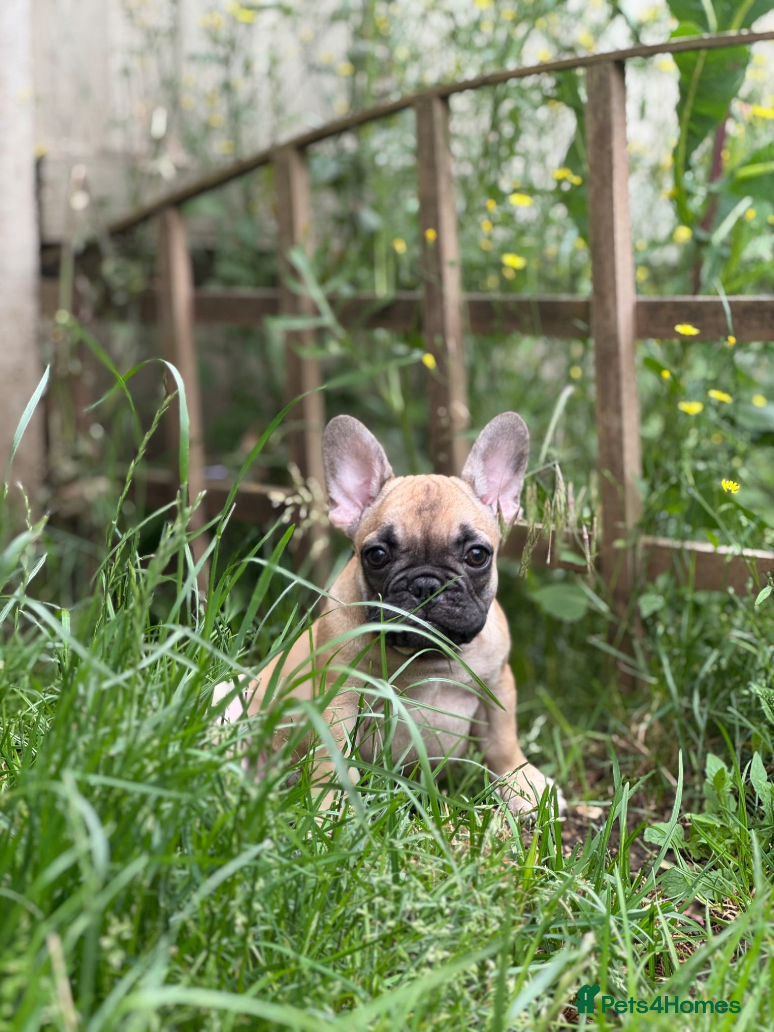 French Bulldog dogs Health CLEAR KC REG FRENCH BULLDOG - Advert 4