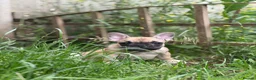 French Bulldog dogs for sale: REDUCED PRICE FOR WEEKEND KC REG FRENCH BULLDOG - Advert 14