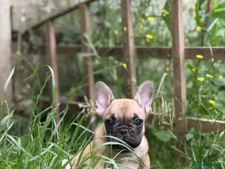French Bulldog dogs Health CLEAR KC REG FRENCH BULLDOG - Advert 4