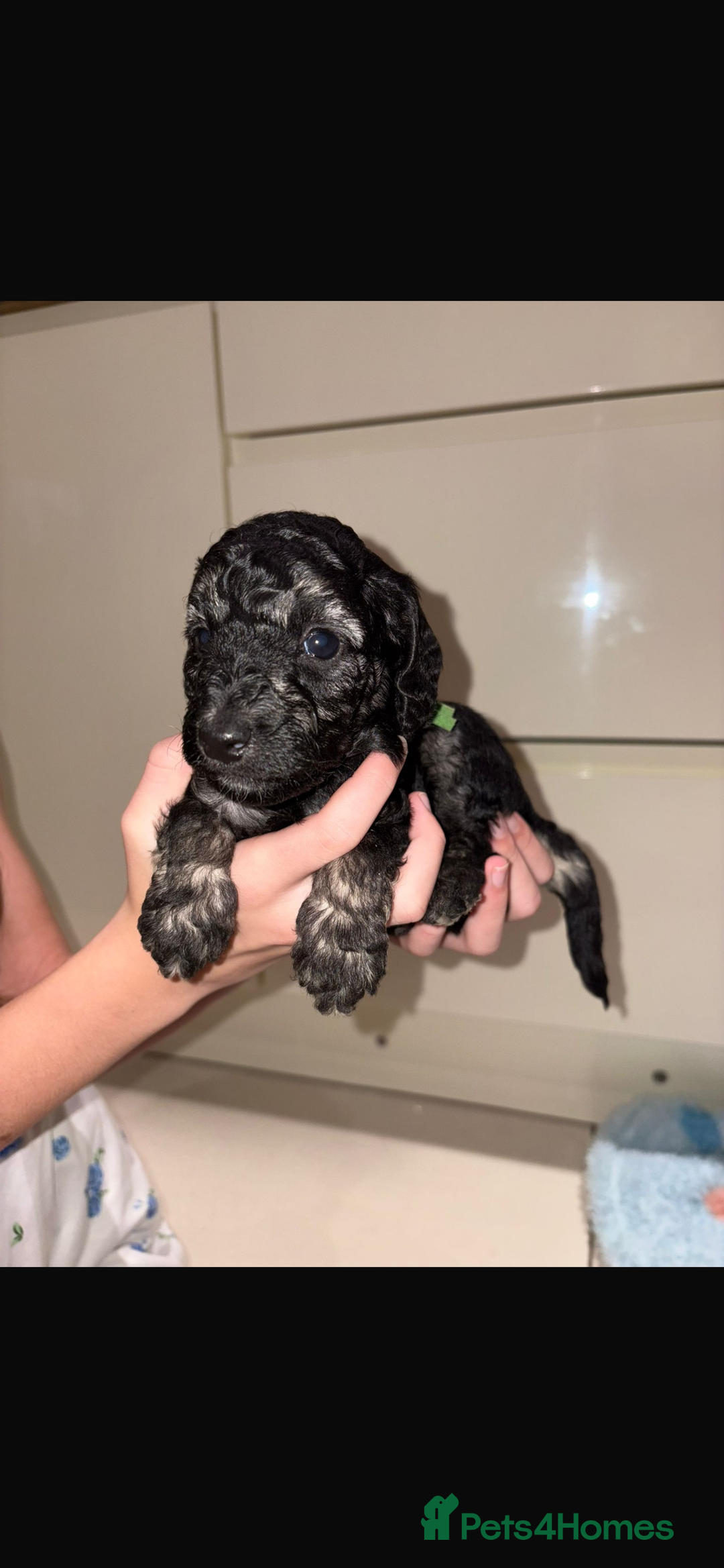 Miniature Poodle dogs for sale: Miniature Merle poodle puppies 🌈🐶❤️ - Advert 17