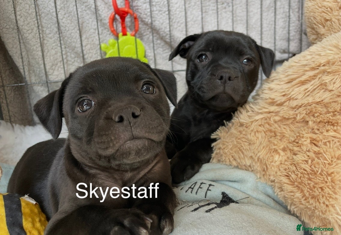 Staffordshire Bull Terrier dogs KC registered Staffordshire Bull Terrier Puppies - Advert 13