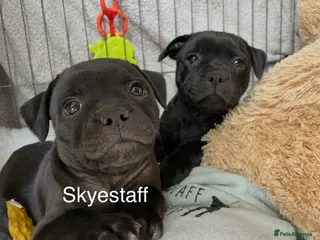 Staffordshire Bull Terrier dogs KC registered Staffordshire Bull Terrier Puppies - Advert 13