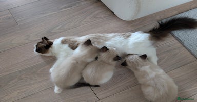 Ragdoll cats - Advert 15