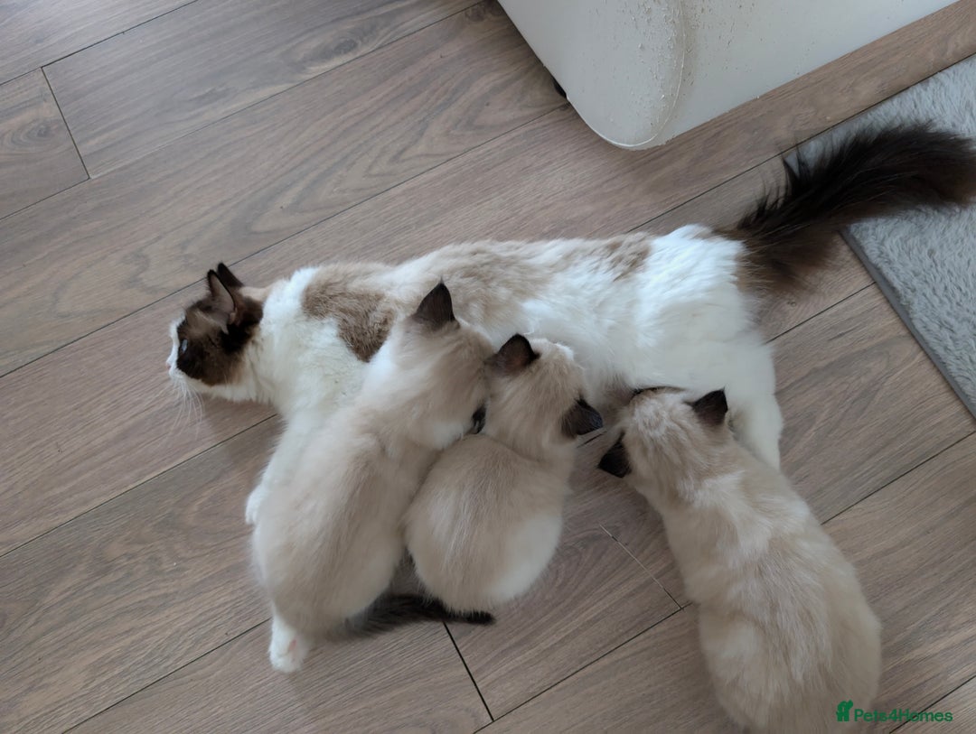 Ragdoll cats for sale: Adorable Ragdoll Kittens Ready for Forever Homes - Image 6