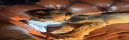 Cocker Spaniel dogs for sale: Lovely Lady - Advert 2