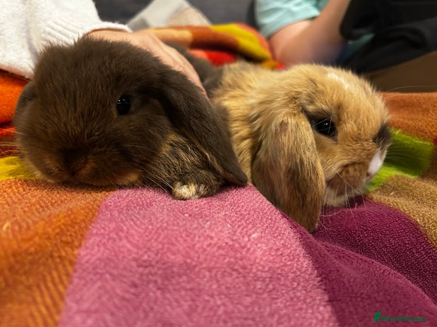 Mini Lop rabbits Mini lop babies looking for their forever homes - Advert 11