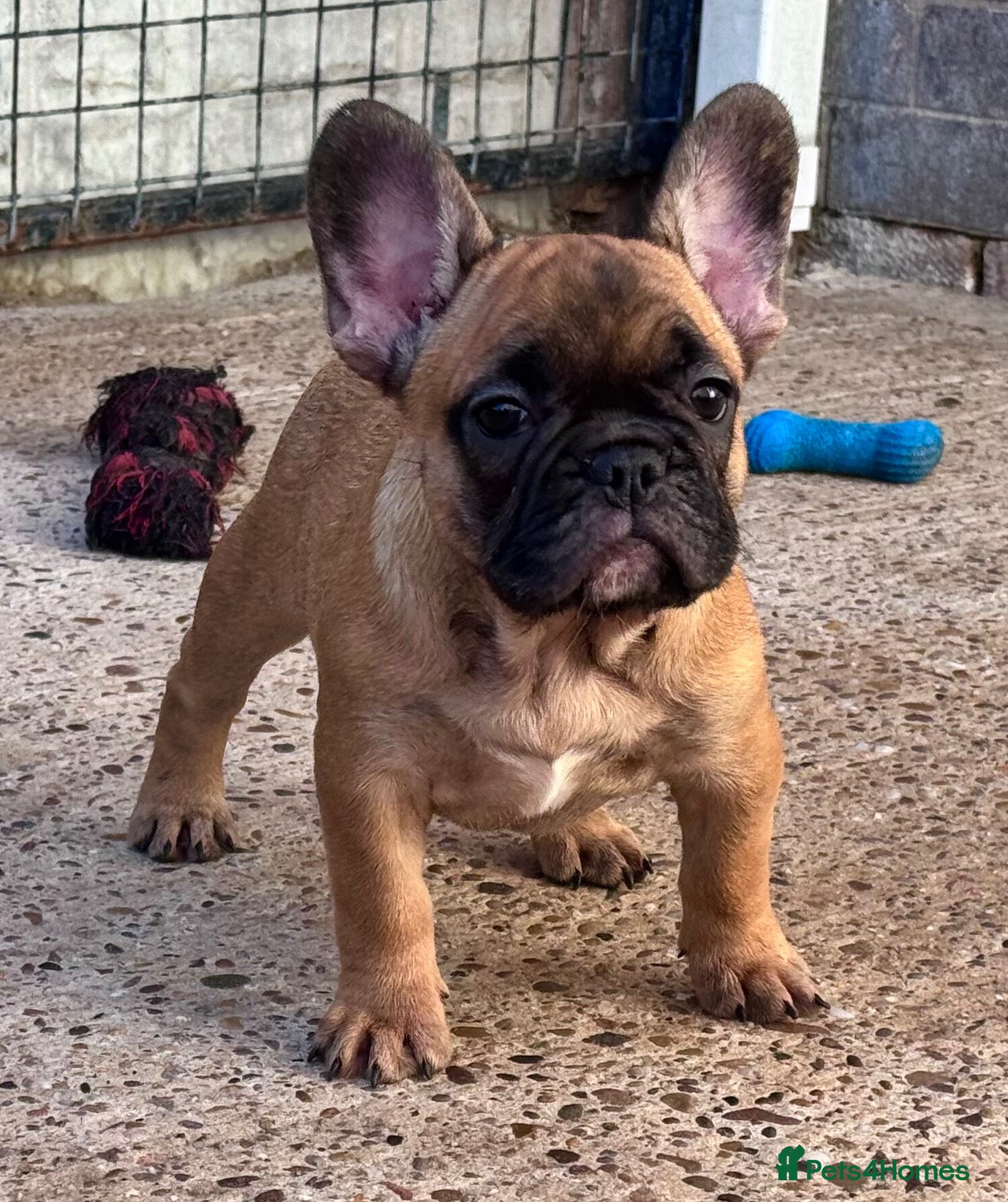 French Bulldog dogs Champion Sired red fawn French bulldog puppies  - Advert 1
