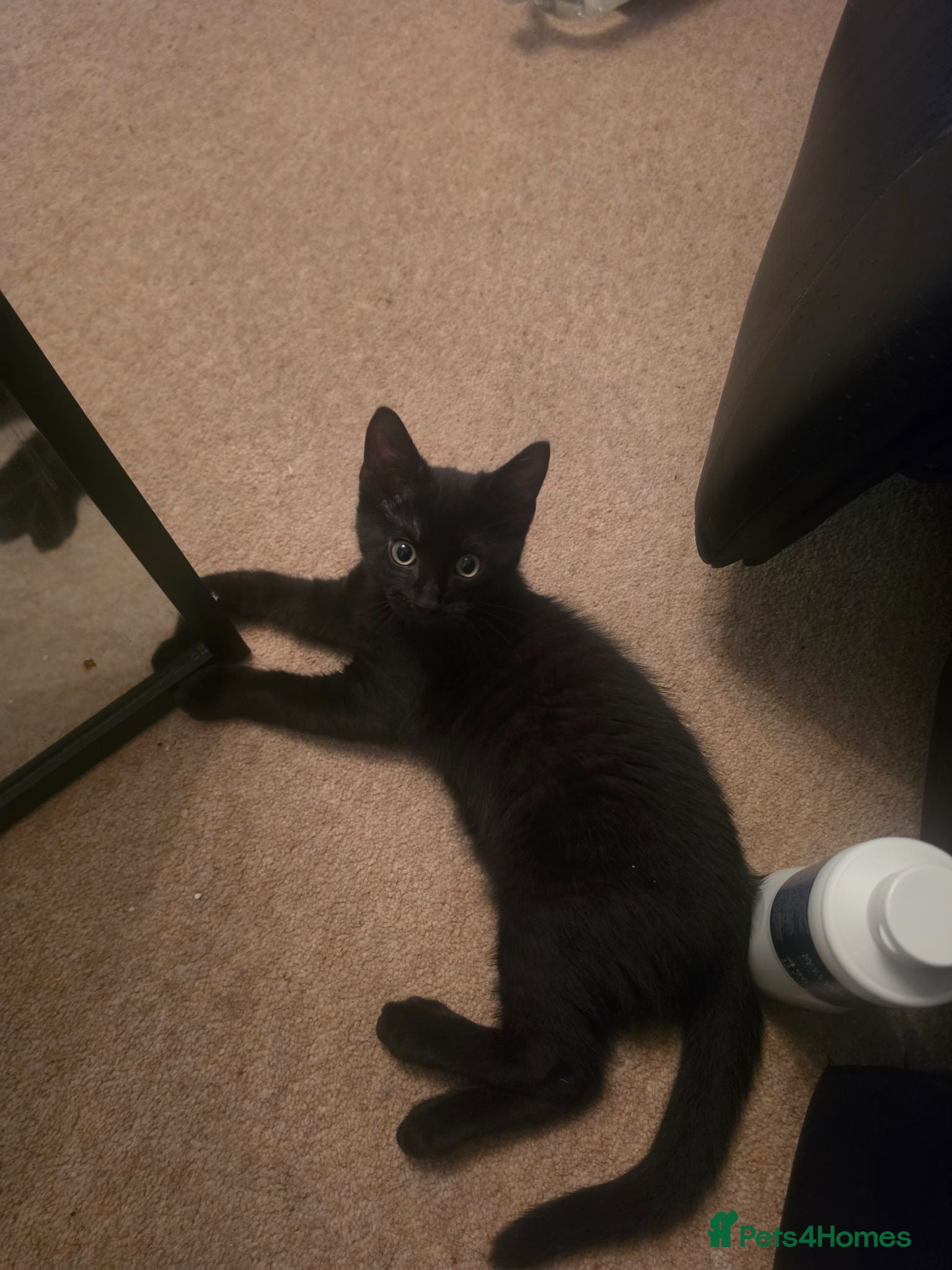 Mixed Breed cats Approx 4 month old Female kitten  - Advert 1
