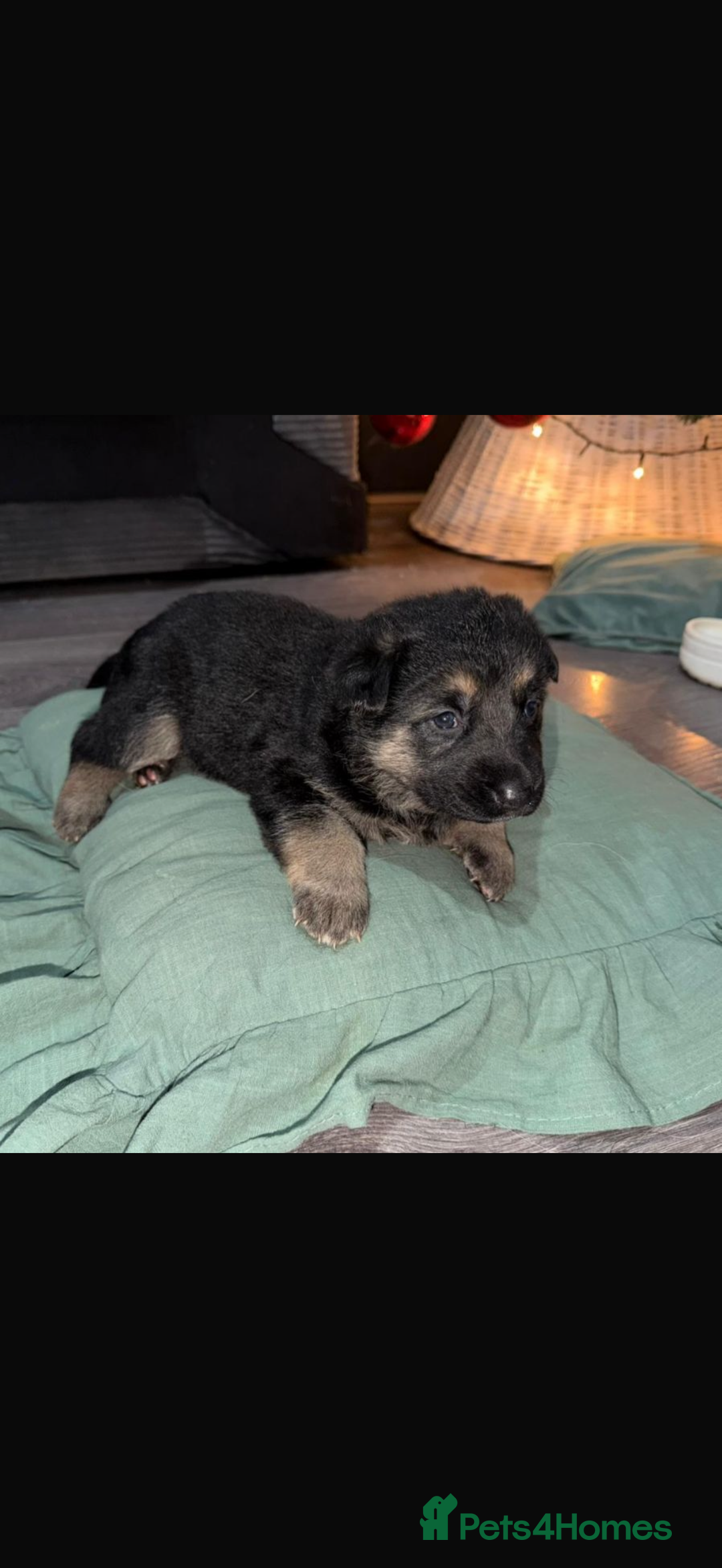 German Shepherd dogs for sale: Beautiful German Shepard puppies  - Advert 13