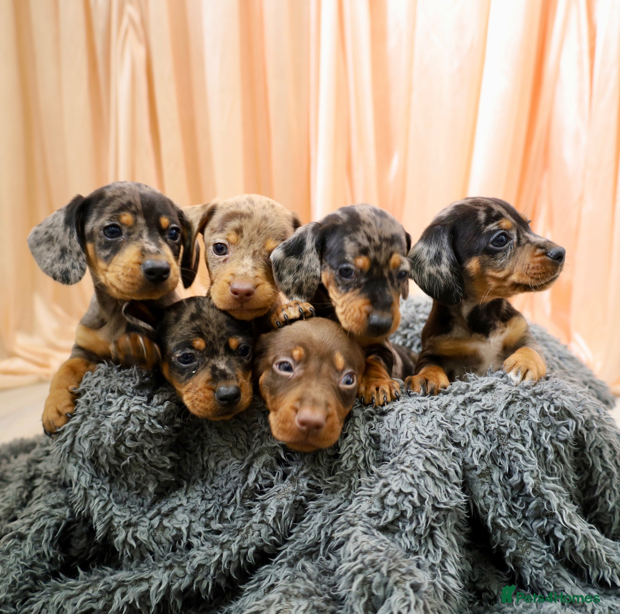 Dachshund dogs Adorable Dachshund Puppies Ready for Forever Homes - Advert 1