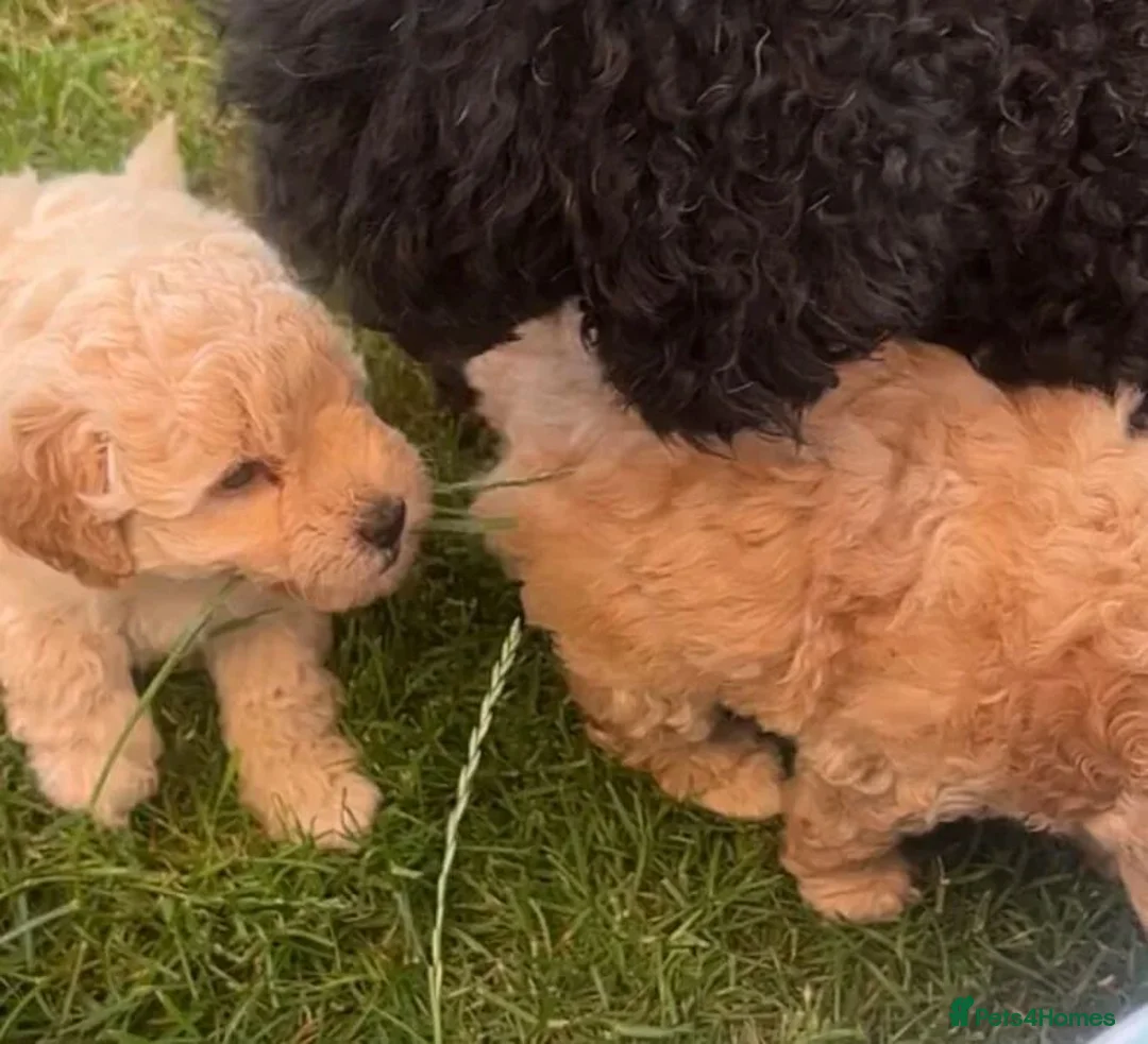 Poodle dogs for sale: Classic Poodle Puppies–Timeless Beauty in Stoke-on-Trent - Advert 14