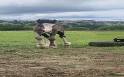 Irish Cob horses for sale: Stunning cob foal looking for new family. - Image 7